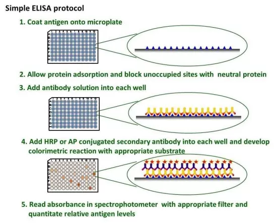 Workflow of ELISA